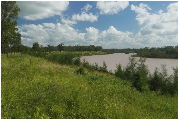 Fitzroy River site one year after bank stabilisation works.
